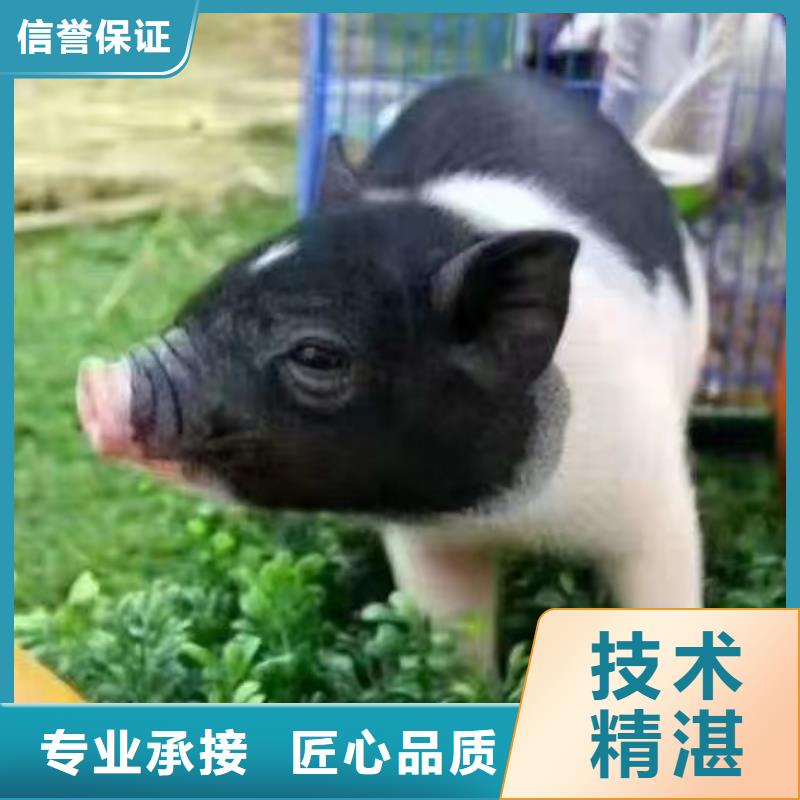 【马戏团/羊驼】【出租企鹅表演】案例丰富