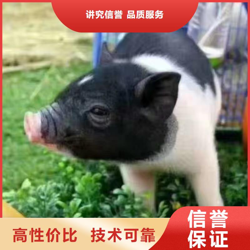 【马戏团/羊驼】,【出租企鹅表演】服务至上