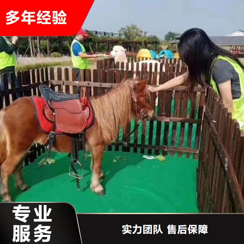 马戏团/羊驼,【马戏团表演出租租赁】齐全