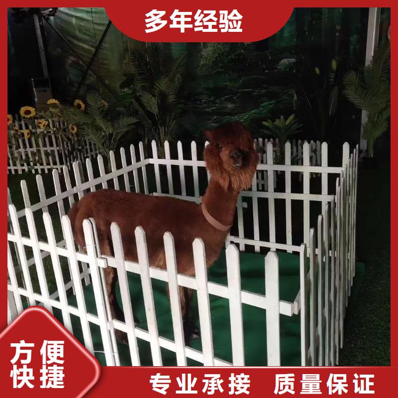 【马戏团/羊驼】【活体羊驼租赁】方便快捷