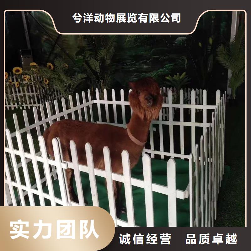 马戏团/羊驼美人鱼表演匠心品质