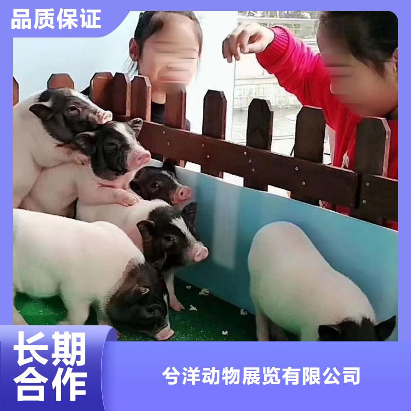 马戏团/羊驼 企鹅租赁好评度高