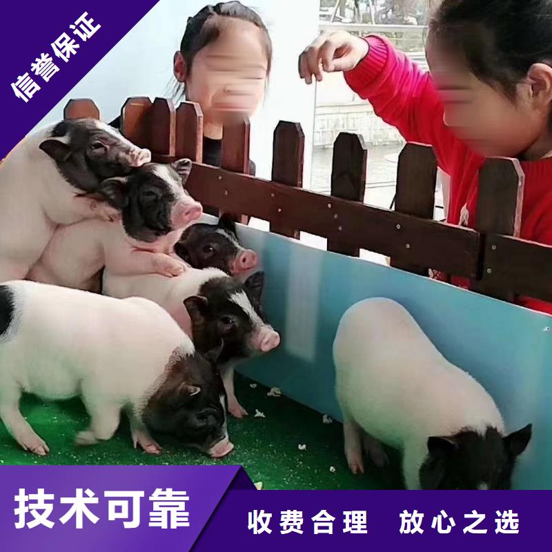马戏团/羊驼美人鱼表演技术成熟
