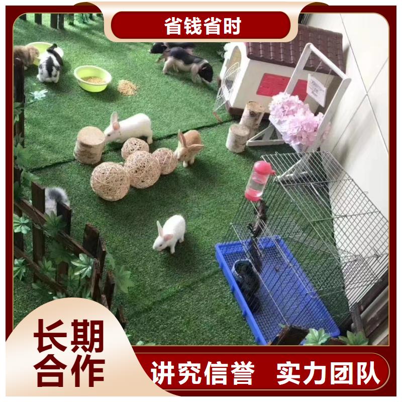 马戏团/羊驼 动物表演租赁24小时为您服务