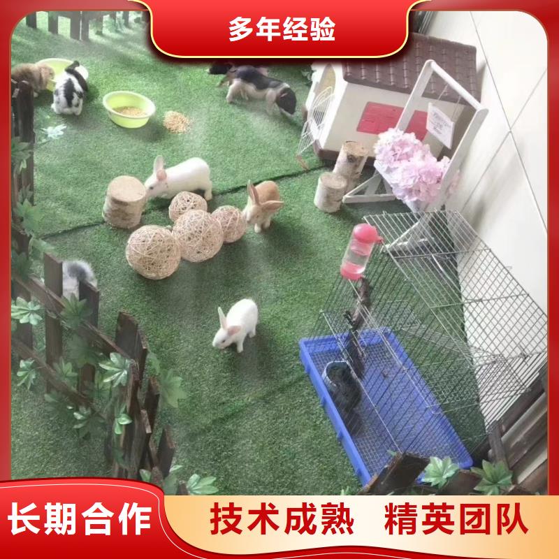 马戏团/羊驼马戏团表演出租正规团队