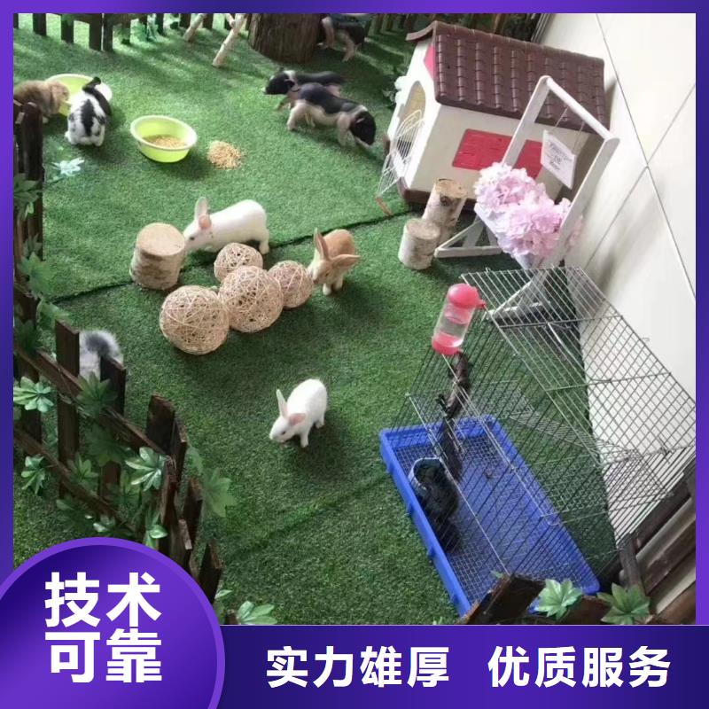 马戏团/羊驼出租动物表演专业