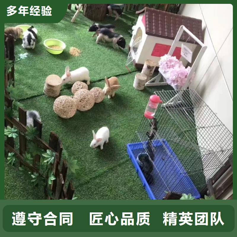 马戏团/羊驼鹦鹉表演专业服务