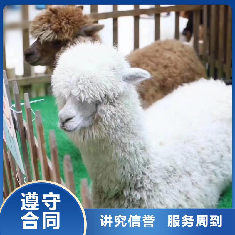 马戏团/羊驼海狮表演租赁诚信放心