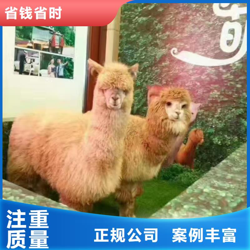 马戏团/羊驼,羊驼表演价格低于同行