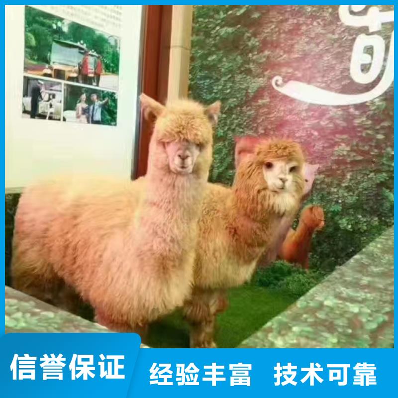马戏团/羊驼鹦鹉表演正规