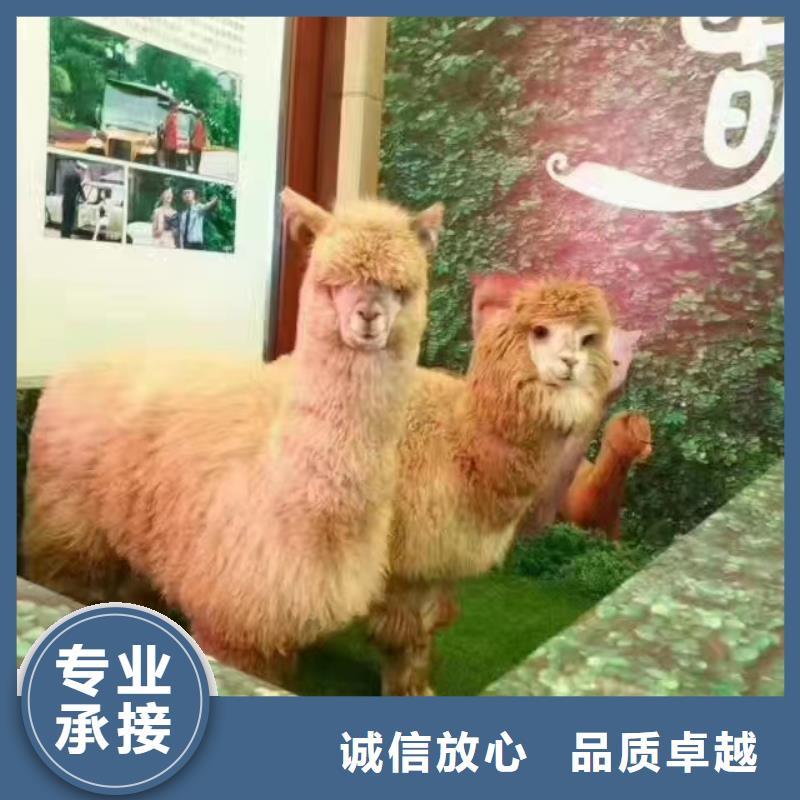 马戏团/羊驼出租羊驼比同行便宜