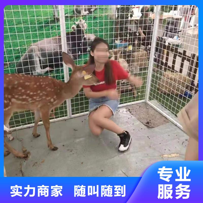 马戏团/羊驼动物杂技表演租赁从业经验丰富