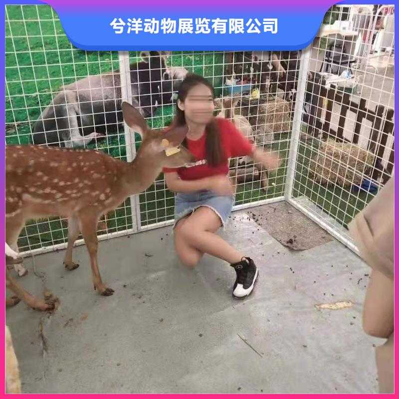 马戏团/羊驼,羊驼表演价格低于同行