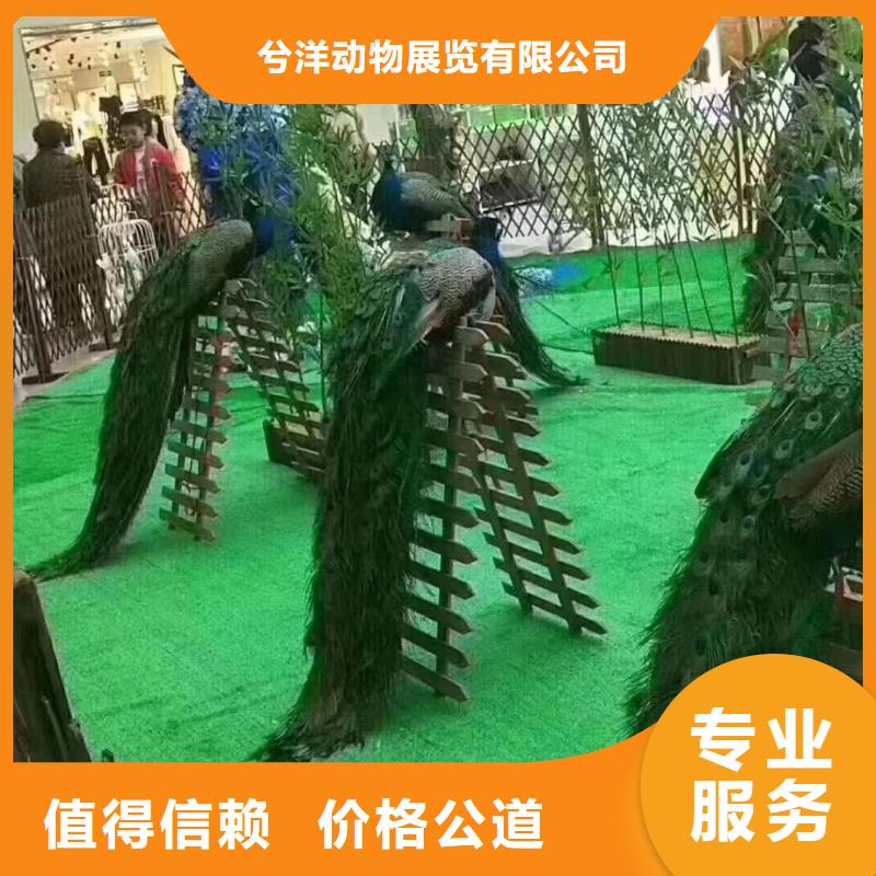 马戏团/羊驼_环球飞车表演出租随叫随到