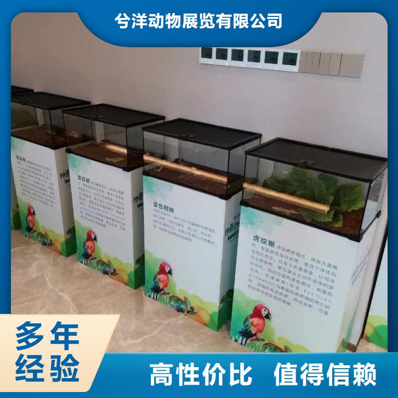马戏团/羊驼,【海狮表演租赁】经验丰富