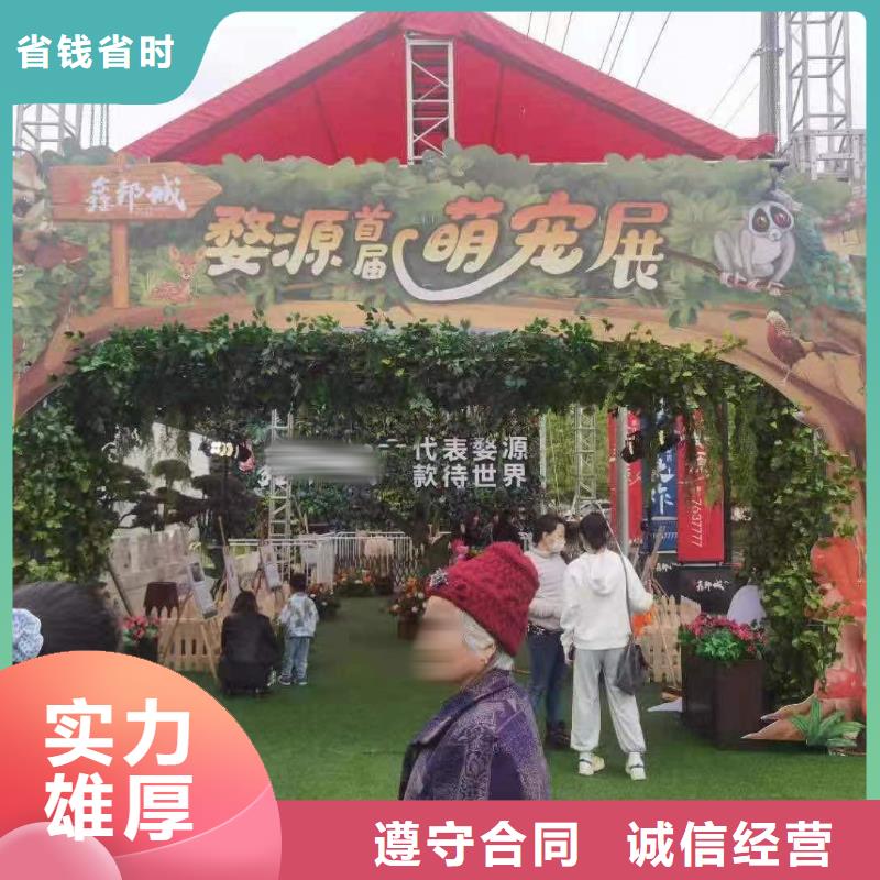 马戏团/羊驼出租羊驼比同行便宜