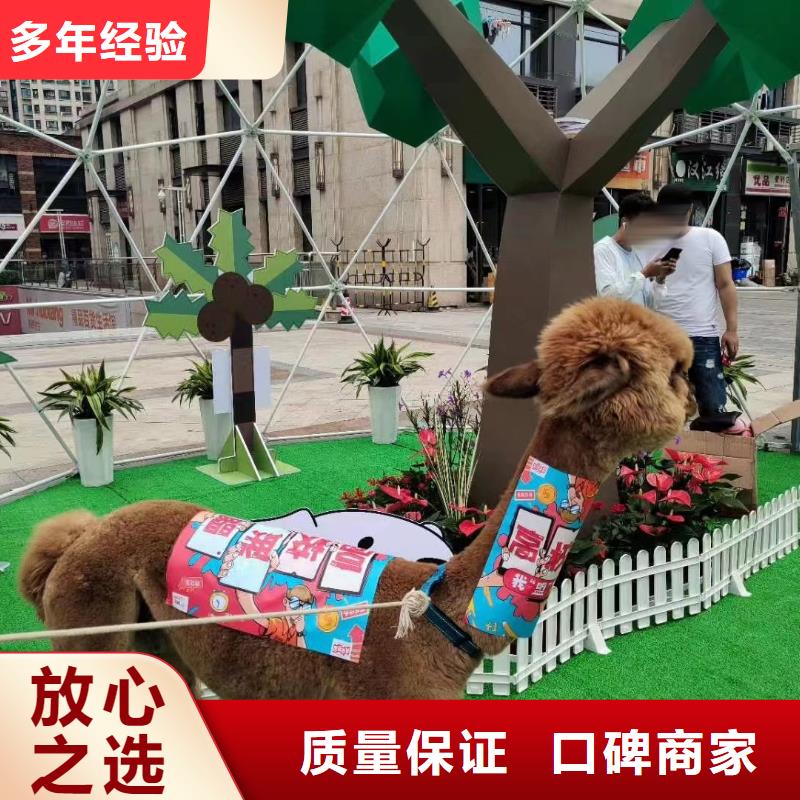 吉祥百鸟展视频-丰县|贾汪|连云港|泰州|常州|淮安|扬州兮洋吉祥百鸟展_ 兮洋动物展览(徐州市分公司)
