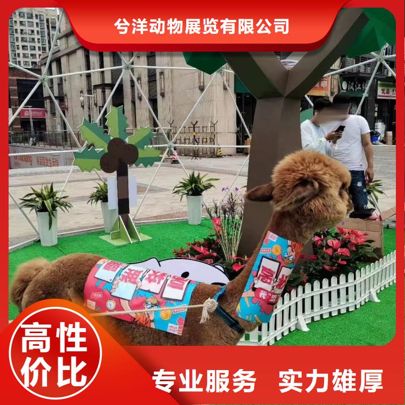【马戏团/羊驼】海狮表演租赁值得信赖