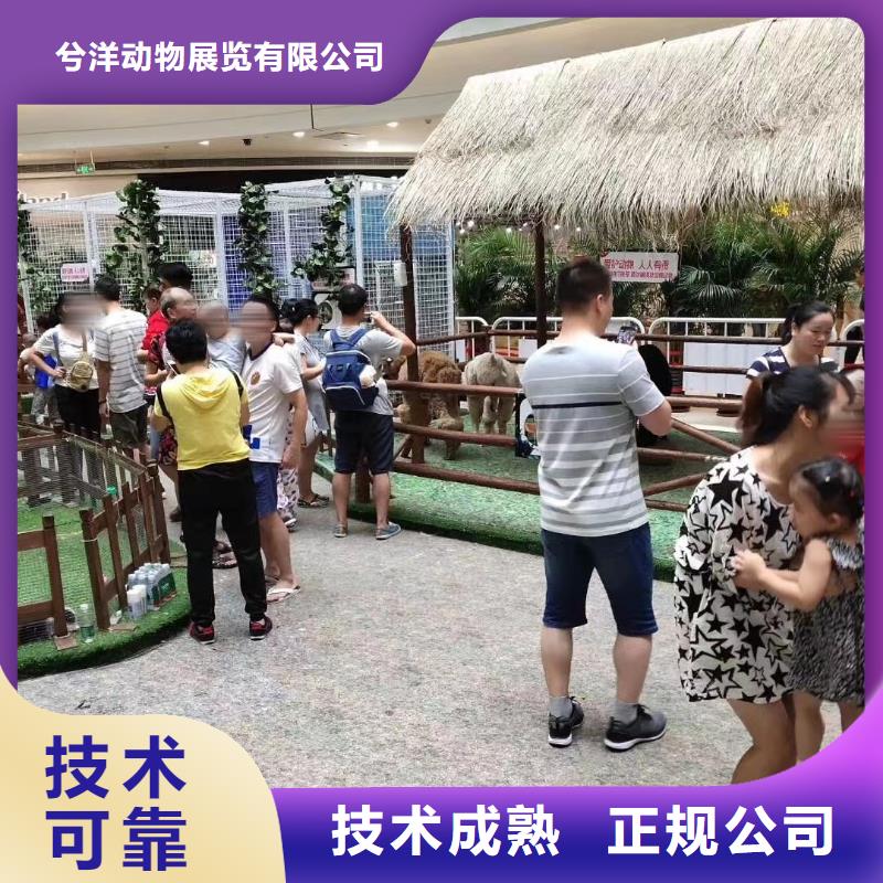 马戏团/羊驼美人鱼表演高性价比
