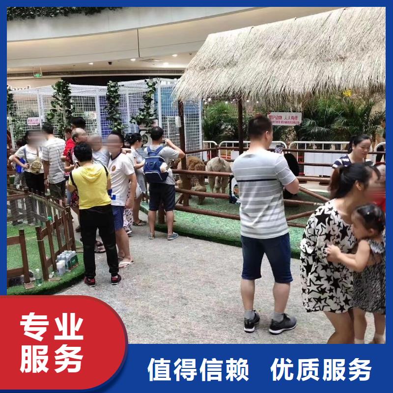 马戏团/羊驼,【海狮表演租赁】经验丰富
