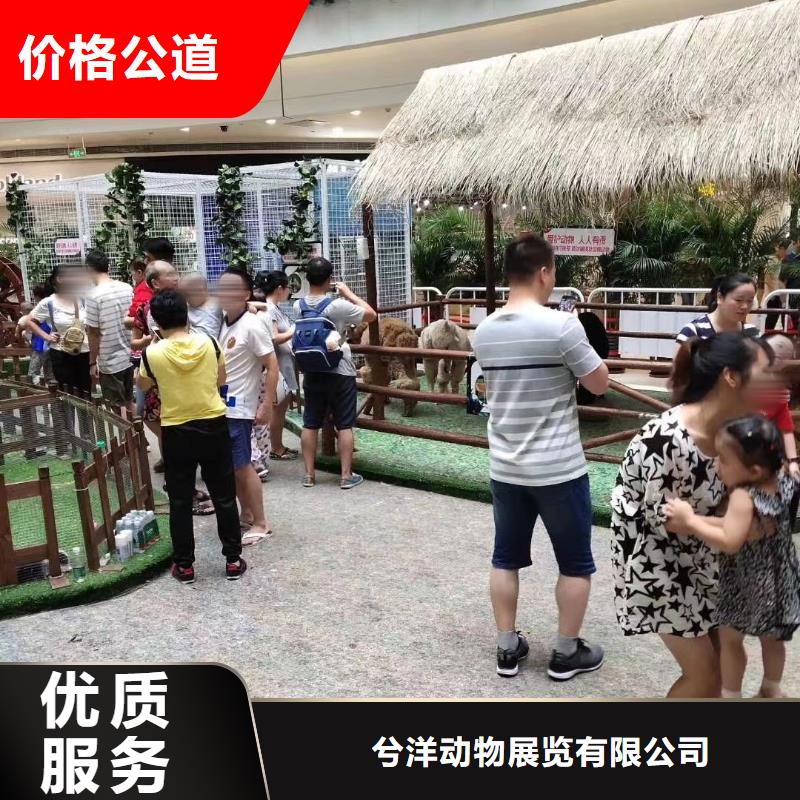 【马戏团/羊驼小香猪宠物出租快速响应】