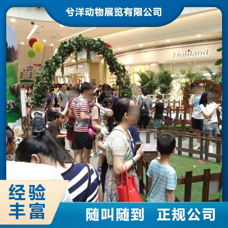 【马戏团/羊驼】海狮表演租赁值得信赖