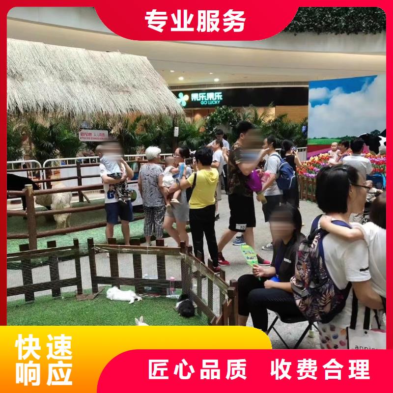 马戏团/羊驼出租羊驼比同行便宜