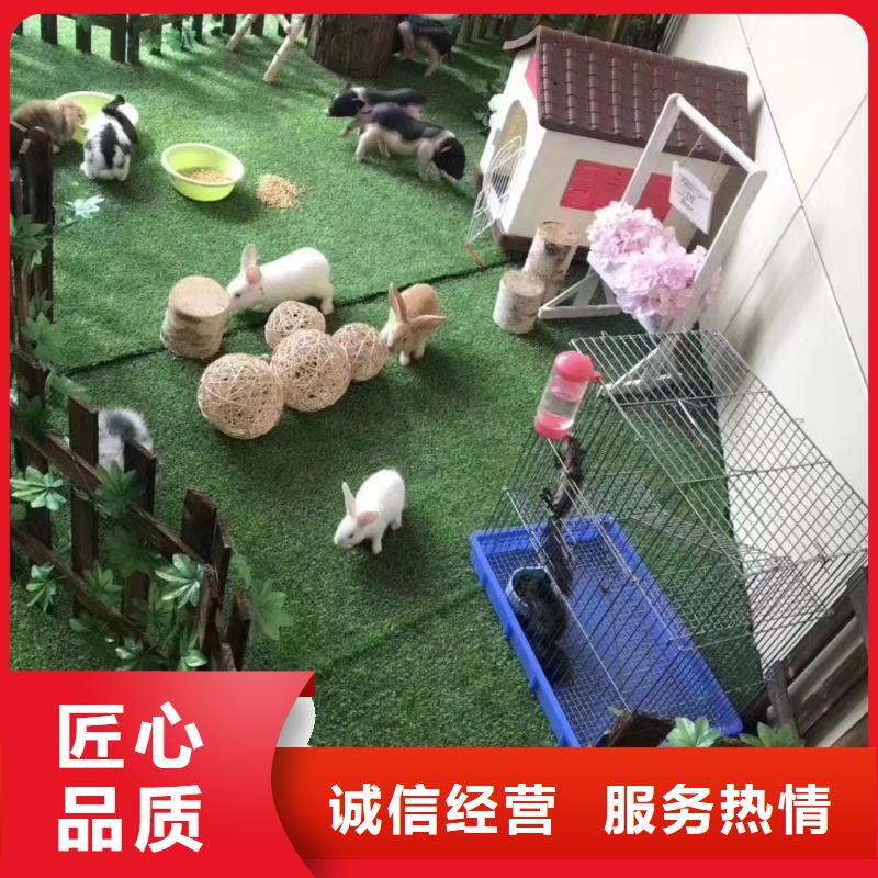 马戏团/羊驼,出租表演羊驼服务至上
