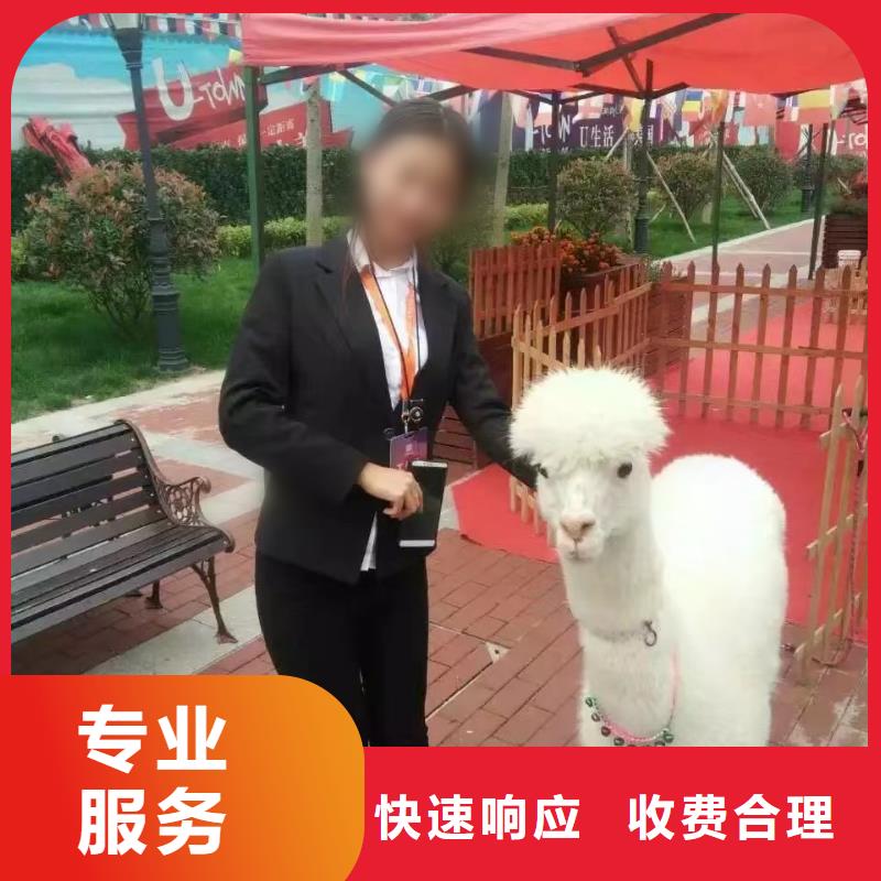 马戏团/羊驼,【马戏团表演出租租赁】齐全