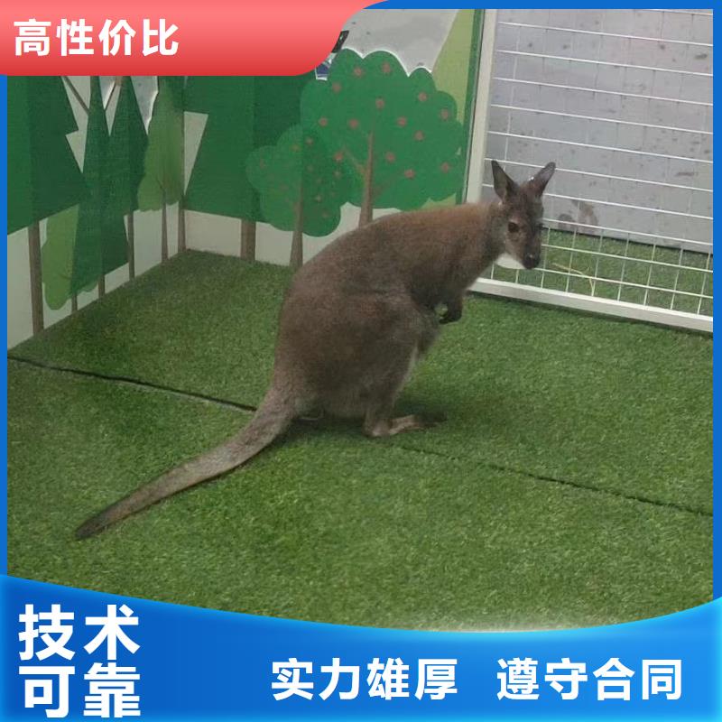 马戏团/羊驼 企鹅租赁好评度高