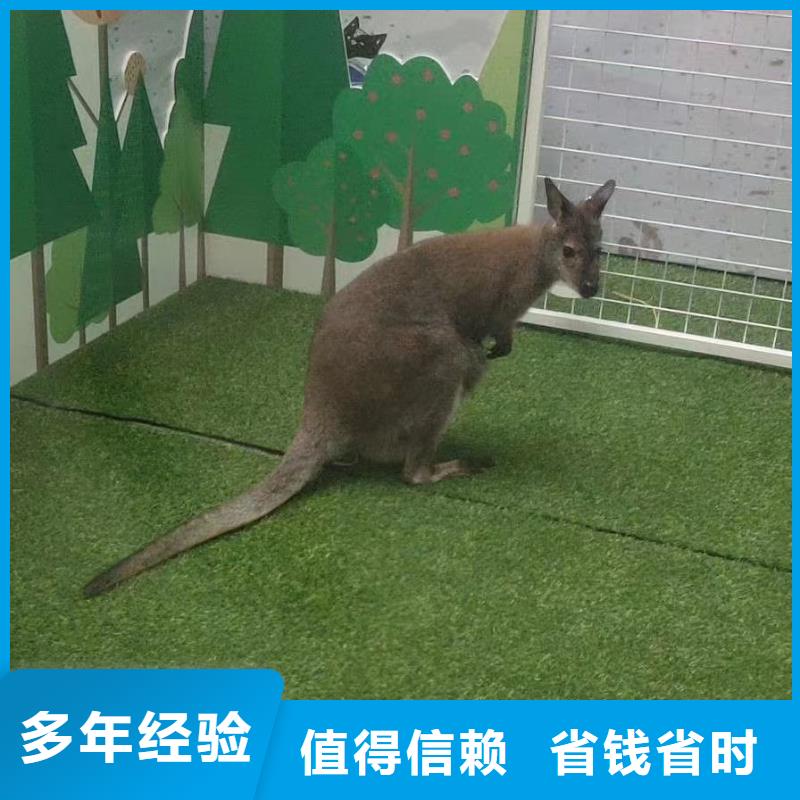 马戏团/羊驼-房地产开盘庆典经验丰富