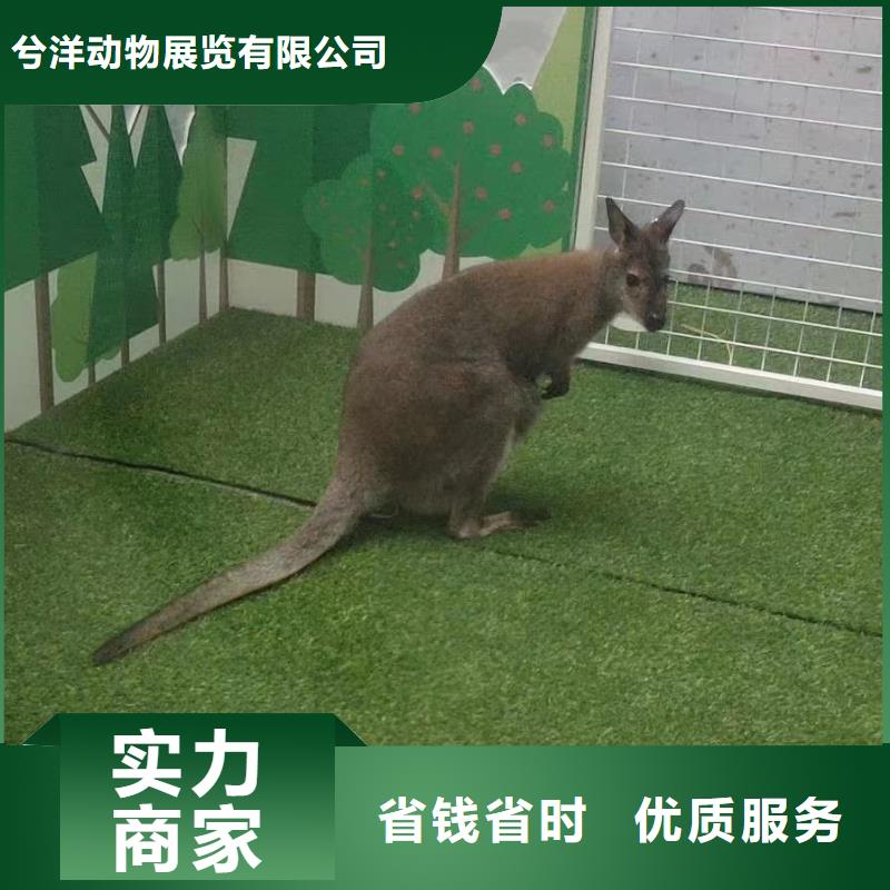 马戏团/羊驼羊驼出租正规团队