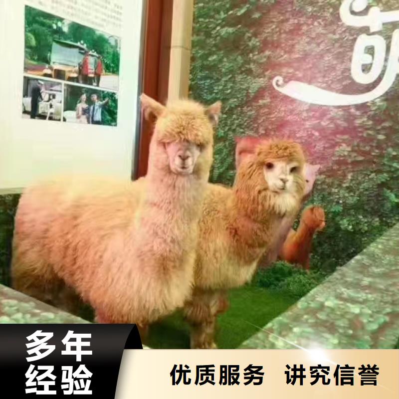 马戏团/羊驼动物杂技表演租赁从业经验丰富