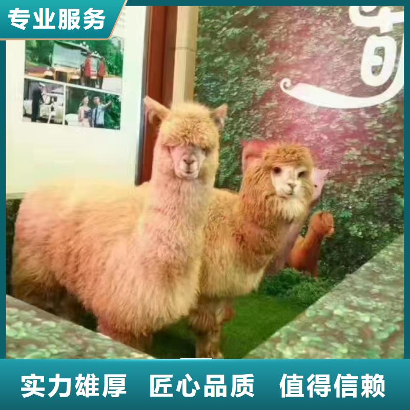 马戏团/羊驼海狮表演租赁价格美丽