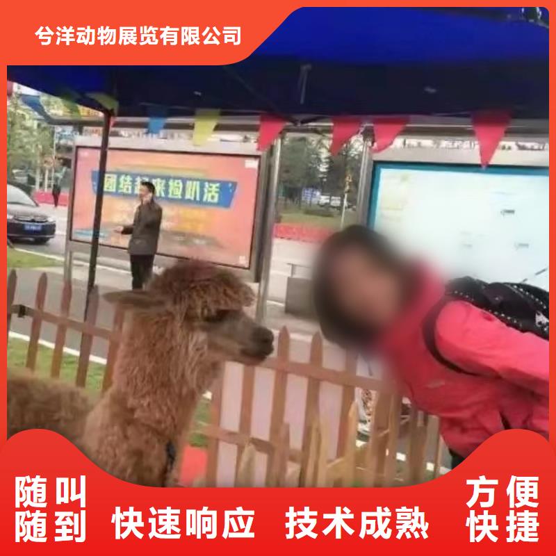马戏团/羊驼,景区杂技表演多年经验
