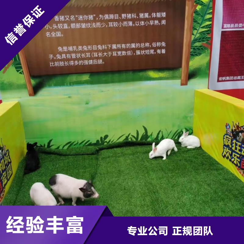 马戏团/羊驼-草泥马羊驼租赁实力商家