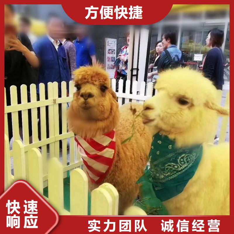 马戏团/羊驼鹦鹉表演效果满意为止