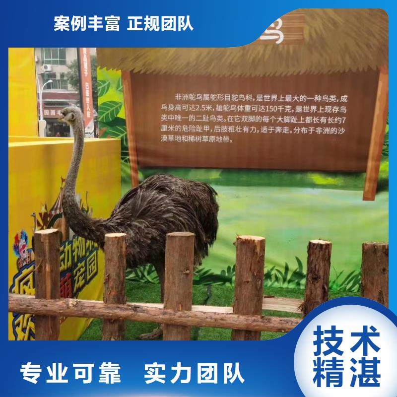 马戏团/羊驼-羊驼出租解决方案