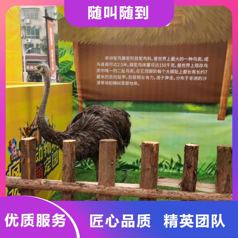 马戏团/羊驼_环球飞车表演出租随叫随到