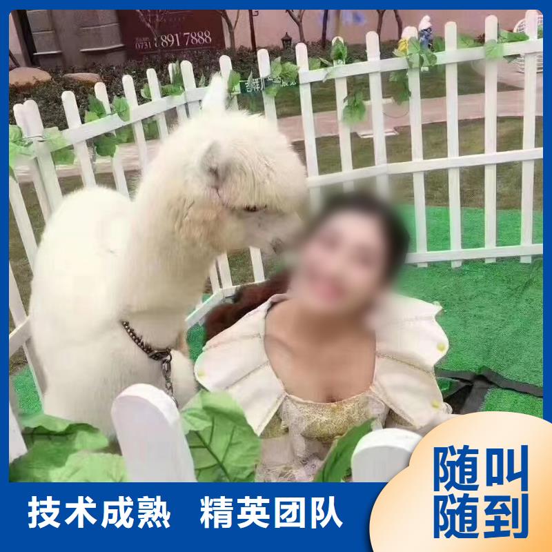 马戏团/羊驼鹦鹉表演正规
