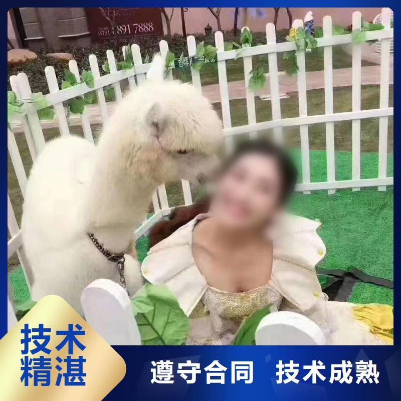 马戏团/羊驼 【【海狮表演出租】】服务周到