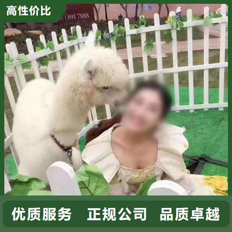 【马戏团/羊驼】_马戏团表演承接
