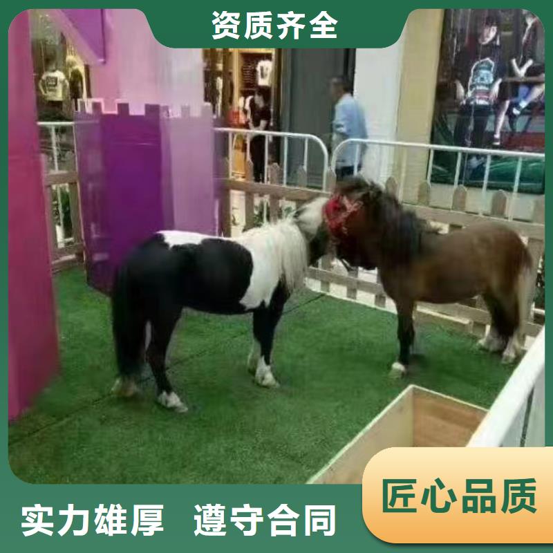 马戏团/羊驼-【海狮表演出租】解决方案