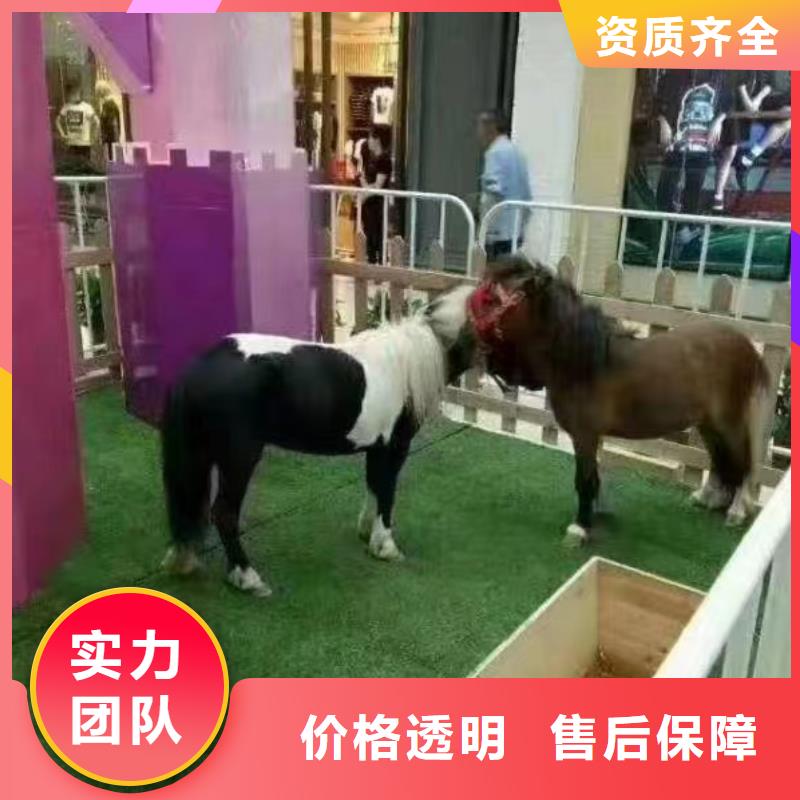 马戏团/羊驼海狮表演出租放心