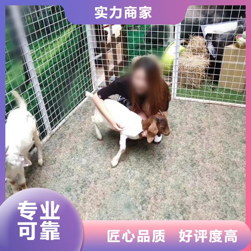 马戏团/羊驼,商场马戏表演出租高品质