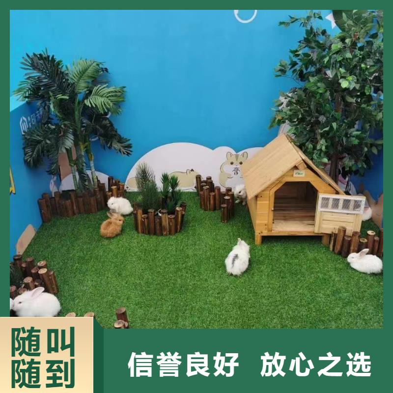 马戏团/羊驼-草泥马羊驼租赁实力商家