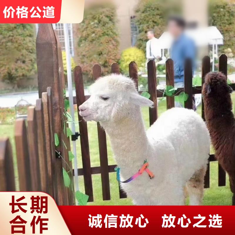马戏团/羊驼出租动物表演专业