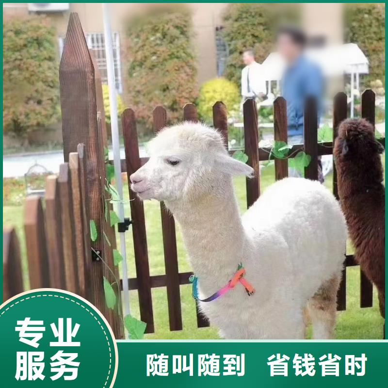 【马戏团/羊驼驯兽表演24小时为您服务】