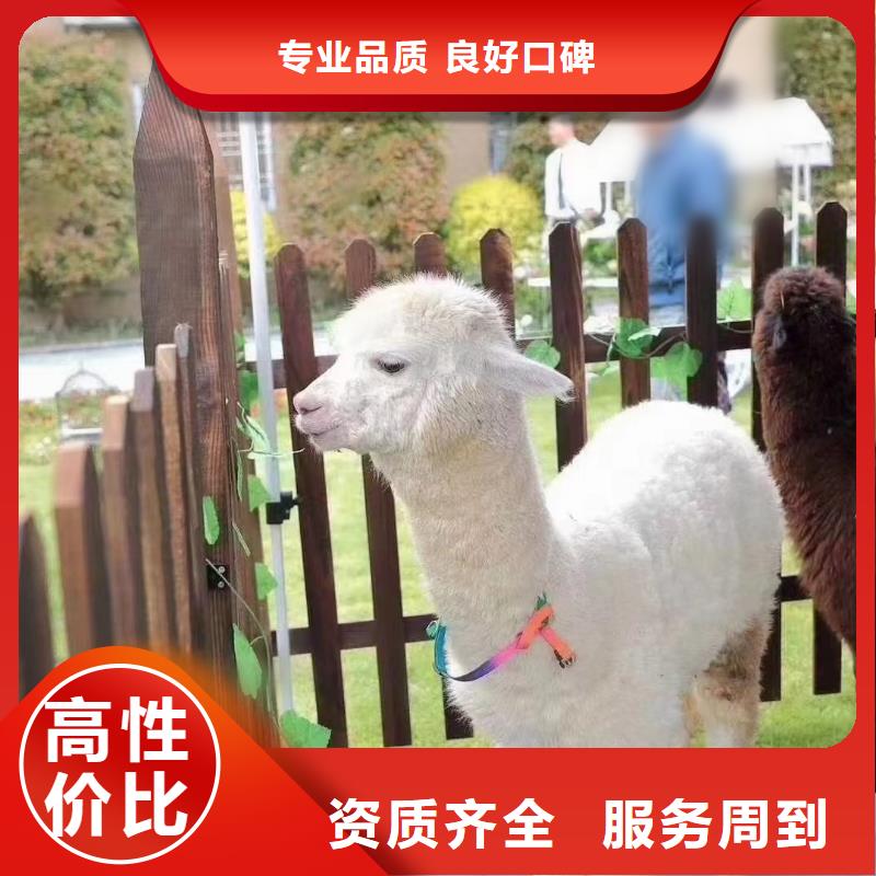 【马戏团/羊驼】海狮表演租赁值得信赖