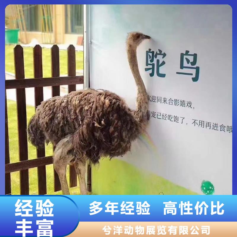 马戏团/羊驼,景区杂技表演多年经验